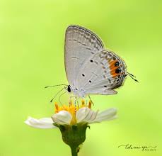 Attēlu rezultāti vaicājumam “Everes argiades underside”