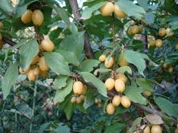 Attēlu rezultāti vaicājumam “Cornus mas fruit”