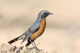 Image result for Irania gutturalis