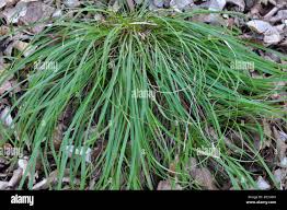 Attēlu rezultāti vaicājumam “Carex pilosa leaf”