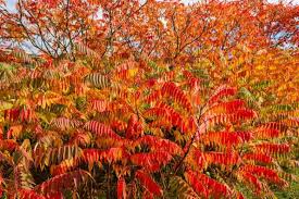 Attēlu rezultāti vaicājumam “Rhus typhina”