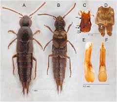 Attēlu rezultāti vaicājumam “Lycogala convexum young”