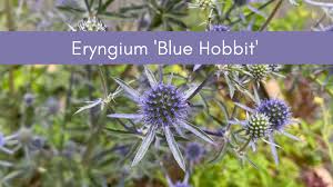 Image result for Eryngium `Blue Hobbit`