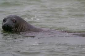 Image result for Halichoerus grypus