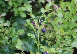 Bildergebnis für "Vaccinium myrtillus"