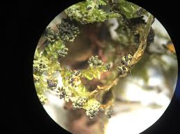 Attēlu rezultāti vaicājumam “Physarum virescens macro”