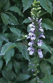 Attēlu rezultāti vaicājumam “Lobeliaceae”