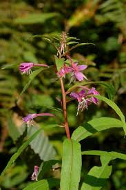 Attēlu rezultāti vaicājumam “Epilobium angustifolium”
