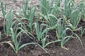 Attēlu rezultāti vaicājumam “Allium sativum”