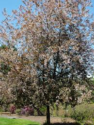 Attēlu rezultāti vaicājumam “Prunus padus var. roseiflora”