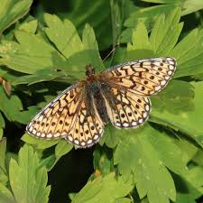 Attēlu rezultāti vaicājumam “Boloria eunomia underside”
