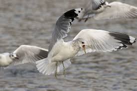Attēlu rezultāti vaicājumam “Larus canus adult”