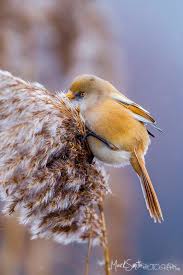 Attēlu rezultāti vaicājumam “Panurus biarmicus female”