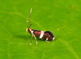 Attēlu rezultāti vaicājumam “Micropterigidae”