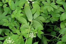 Attēlu rezultāti vaicājumam “Chaerophyllum aromaticum flower”