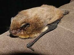 Attēlu rezultāti vaicājumam “Pipistrellus nathusii”