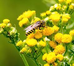 Attēlu rezultāti vaicājumam “Bembix rostrata”
