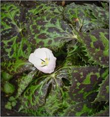 Attēlu rezultāti vaicājumam “Podophyllum hexandrum flower”