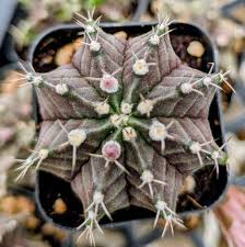 Image result for Gymnocalycium