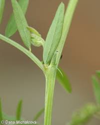 Attēlu rezultāti vaicājumam “Vicia hirsuta leaf”