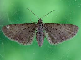 Attēlu rezultāti vaicājumam “Eupithecia satyrata”