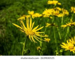 Image result for Inula hirta