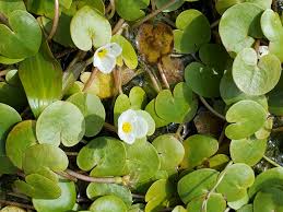 Attēlu rezultāti vaicājumam “Hydrocharis morsus-ranae bud”