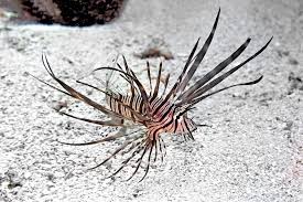 Image result for Pterois volitans