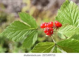 Attēlu rezultāti vaicājumam “Rubus saxatilis fruit”