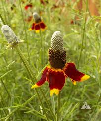 Image result for Ratibida columnifera
