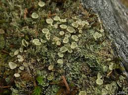 Attēlu rezultāti vaicājumam “Cladonia coccifera”