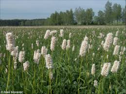 Attēlu rezultāti vaicājumam “Bistorta major”