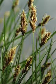 Attēlu rezultāti vaicājumam “Carex disticha”