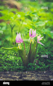 Attēlu rezultāti vaicājumam “Erythronium sibiricum”