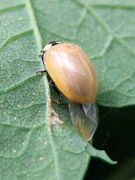 Attēlu rezultāti vaicājumam “Adalia bipunctata imago”