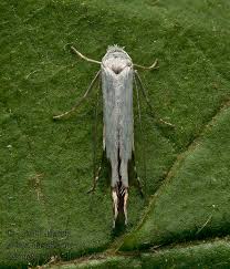 Attēlu rezultāti vaicājumam “Lyonetia clerkella”