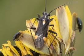 Attēlu rezultāti vaicājumam “Capsodes gothicus imago”
