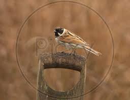 Attēlu rezultāti vaicājumam “Emberiza schoeniclus male”
