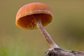 Attēlu rezultāti vaicājumam “Euura acutifoliae”