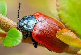 Attēlu rezultāti vaicājumam “Chrysomela populi”