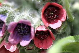 Attēlu rezultāti vaicājumam “Cynoglossum officinale flower”