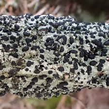 Attēlu rezultāti vaicājumam “Mycoblastus sanguinarius”