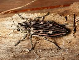 Attēlu rezultāti vaicājumam “Buprestidae”