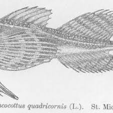 Image result for Myoxocephalus quadricornis