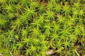 Attēlu rezultāti vaicājumam “Polytrichastrum pallidisetum macro”