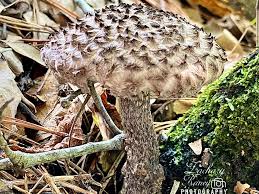 Attēlu rezultāti vaicājumam “Strobilomyces strobilaceus”