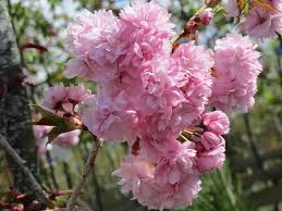 Attēlu rezultāti vaicājumam “Prunus (sakura)”