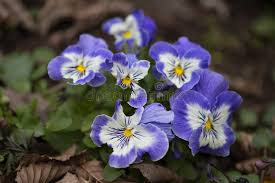 Attēlu rezultāti vaicājumam “Viola tricolor flower”