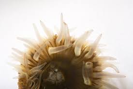 Attēlu rezultāti vaicājumam “Anemone”