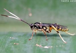 Attēlu rezultāti vaicājumam “Ichneumonidae”